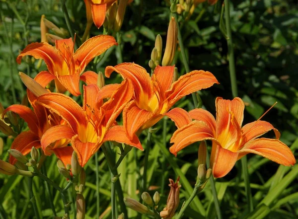 Bellissimi Fiori Giglio Arancione Vicino — Foto Stock