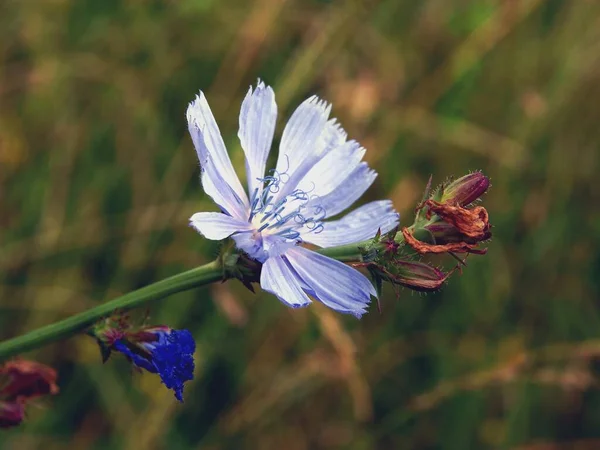 Blue Flower Blue Anthers Chicory Cichorium Intybus — Stock Photo, Image