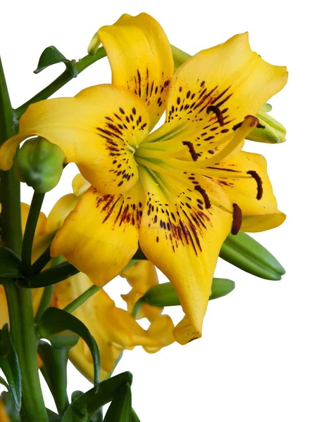Gelbe Und Braune Lilienblätter Einem Garten — Stockfoto
