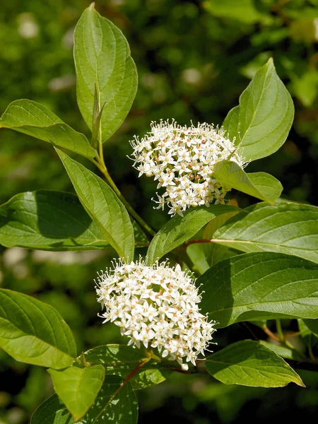 Flores Blancas Del Arbusto Cornus Alba Primavera — Foto de Stock