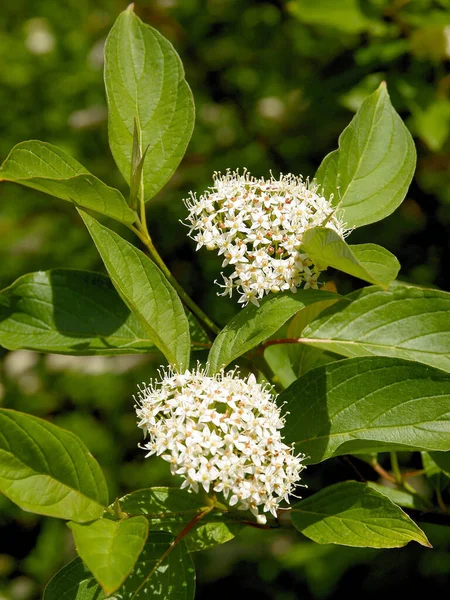 Fiori Bianchi Del Cespuglio Cornus Alba Primavera — Foto Stock