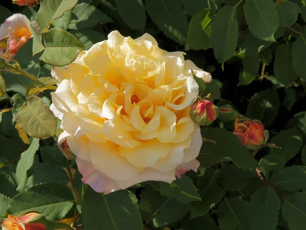 Rosas Rosadas Amarillas Cerca Verano —  Fotos de Stock