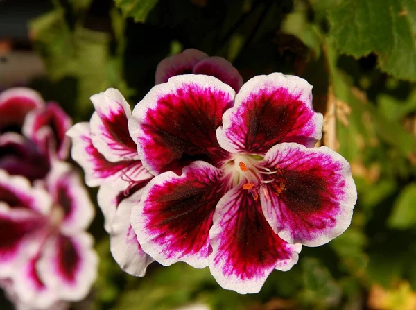 Geranium Potplant Met Meerkleurige Bloemblaadjes Close — Stockfoto