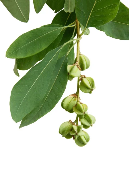 Kvist Exochorda Macrantha Med Gröna Blad — Stockfoto