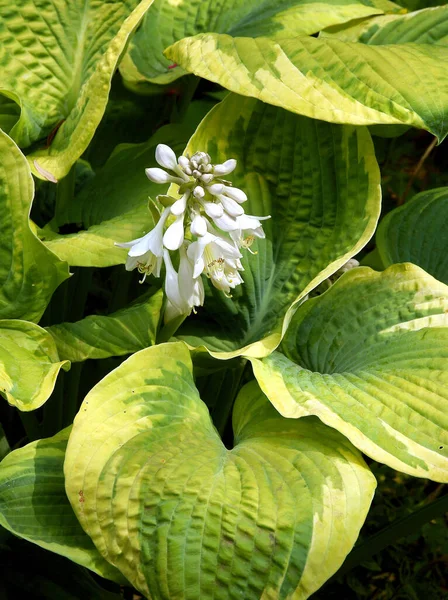 White Flower Hosta Fortunei Plant Close — Stock Photo, Image