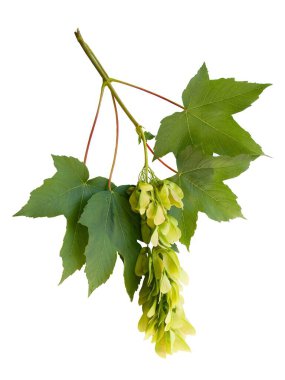 Sycamore akçaağaç - Acer Pseudoplatanus ağacı parkta
