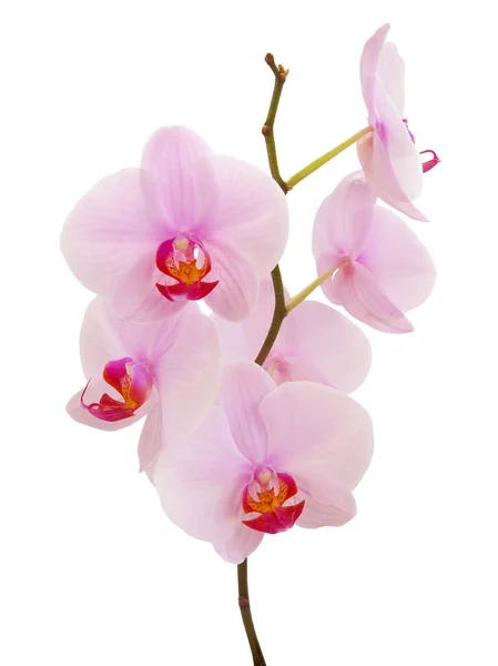 Roze Orchidee Phalaenopsis Van Dichtbij Geïsoleerd — Stockfoto