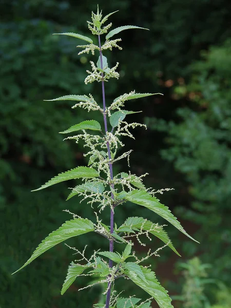 像香草或杂草一样刺鼻的荨麻 — 图库照片