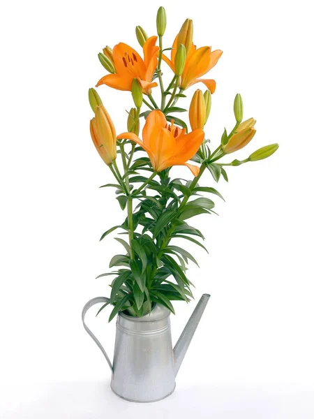 美しいオレンジ色のユリの花が — ストック写真