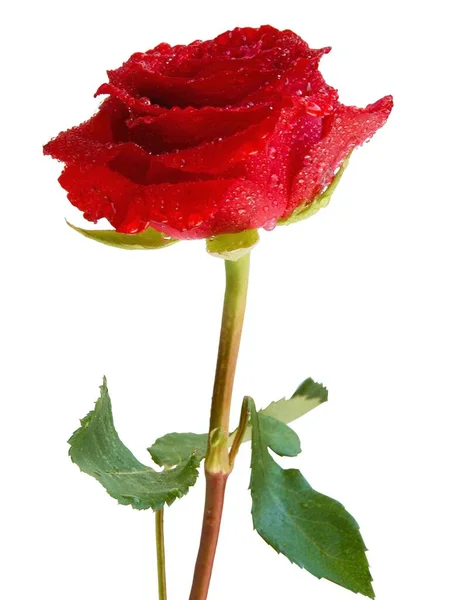 漂亮的红玫瑰靠近了 — 图库照片