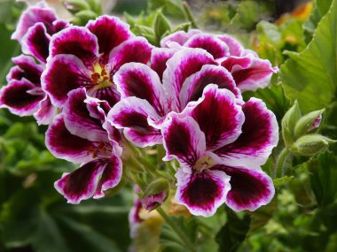 sardunya saksısı bitkisi çok renkli yapraklarla kaplıdır.