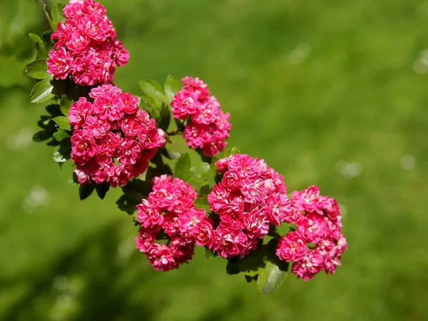 Graziosi Fiori Rosa Crataegus Leavigata Primavera Vicino — Foto Stock