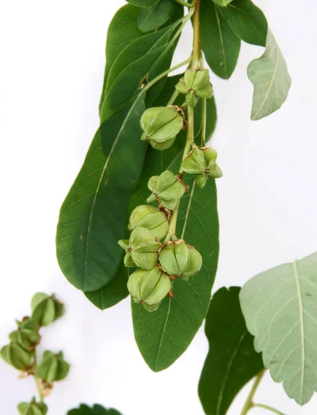 Ramita Exochorda Macrantha Con Hojas Verdes —  Fotos de Stock