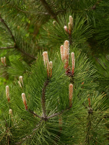 Pinus Drzewo Rosnącymi Gałązkami Zielone Szyszki Zbliżyć — Zdjęcie stockowe