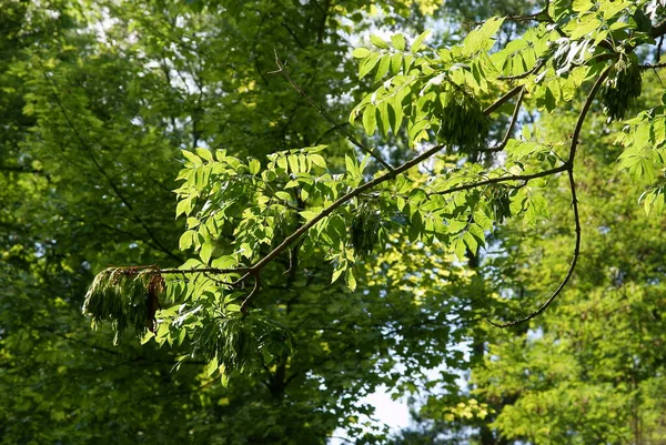 Esche Mit Grünen Blättern Frühling — Stockfoto