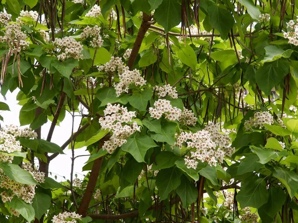 Albero Katalpa Con Graziosi Fiori Bianchi Primavera — Foto Stock