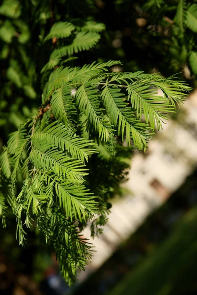 Rama Metasequoia Glyptostroboides Con Hojas Verdes Cerca —  Fotos de Stock