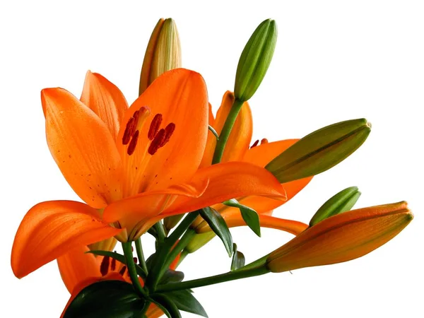 美しいオレンジ色のユリの花が — ストック写真