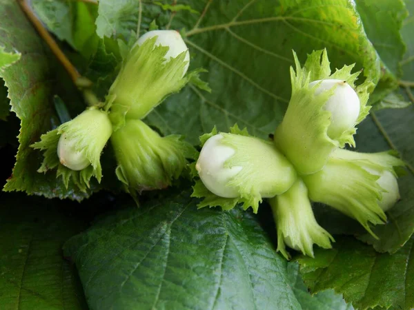 春になるとヘーゼル ブッシュの緑のヘーゼルナッツが育ち — ストック写真