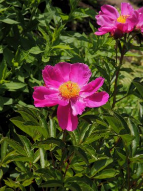 Bahçedeki şakayık çiçekleri. Yaklaş.