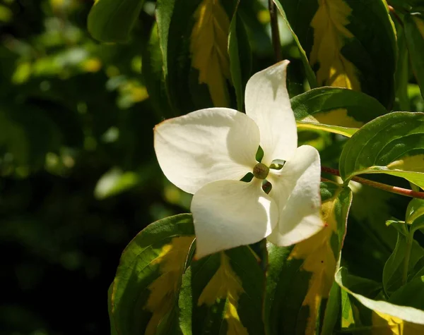 Biały Kwiat Jeżyny Cornus Cousa Stąd Krzew Wiosną — Zdjęcie stockowe