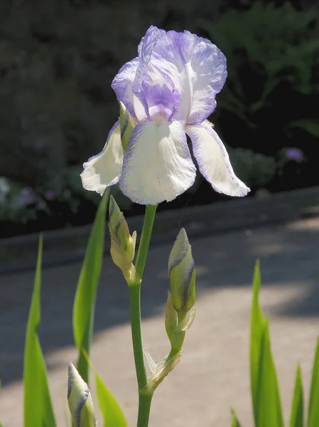 Lila Iris Jardín Cerca — Foto de Stock