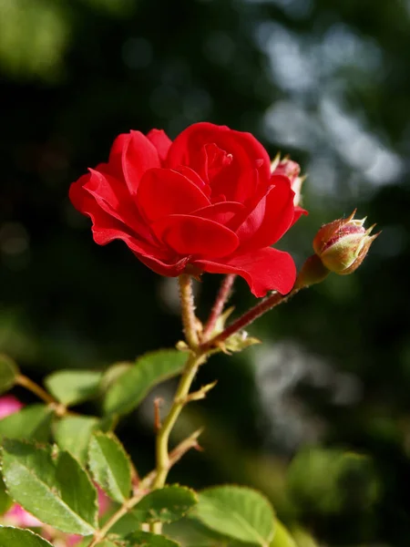 Ziemlich Rote Rose Aus Nächster Nähe — Stockfoto