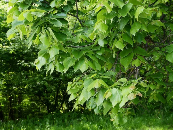 Lind Träd Med Växande Färska Blad Våren — Stockfoto