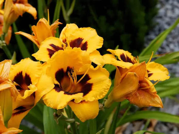 Petali Gialli Marroni Gigli Giardino — Foto Stock