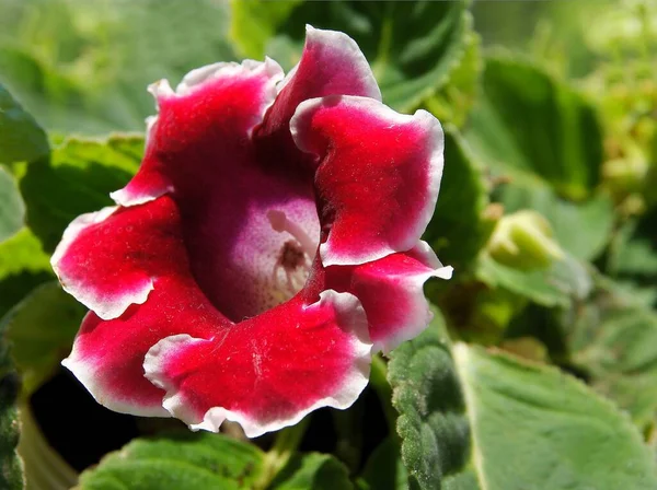 Csinos Piros Virágok Sinningia Speciosa Cserepes Növény Közel — Stock Fotó