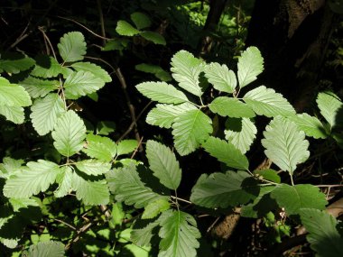 Sorbus Mougeotii çalılarının yeşil yaprakları