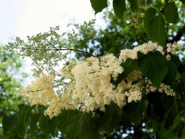 Şırınga 'nın beyaz çiçekleri Josikea ağacı baharda