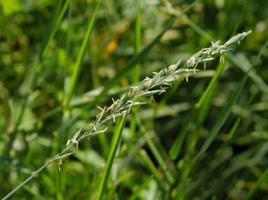 Çimen bitkisi Agropyron yazın çayırda çiçek açtığına pişman olur.