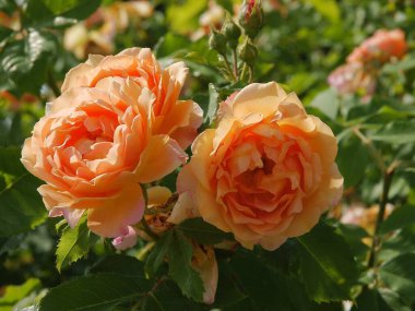 Bahçede açan güzel pembe güller. Yaklaş.