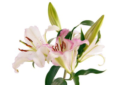 Güzel, kahverengi polenleri olan çok renkli zambaklar.