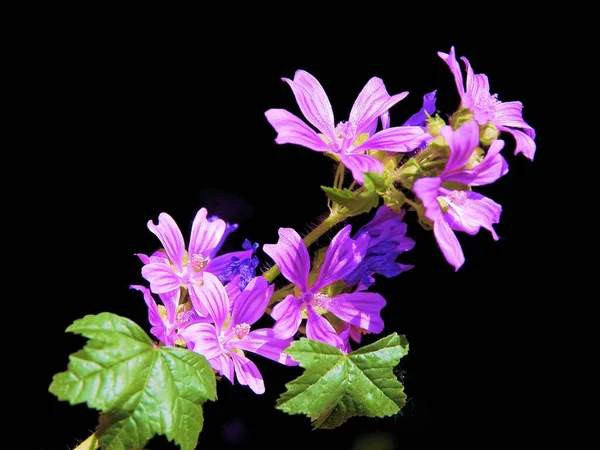 Lila Květiny Bylinné Rostliny Sladu Zblízka — Stock fotografie