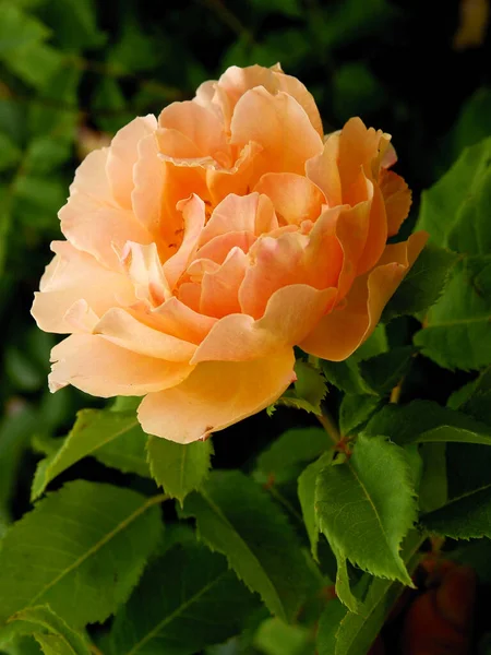 Αρκετά Πολύχρωμα Τριαντάφυλλα Από Κοντά — Φωτογραφία Αρχείου