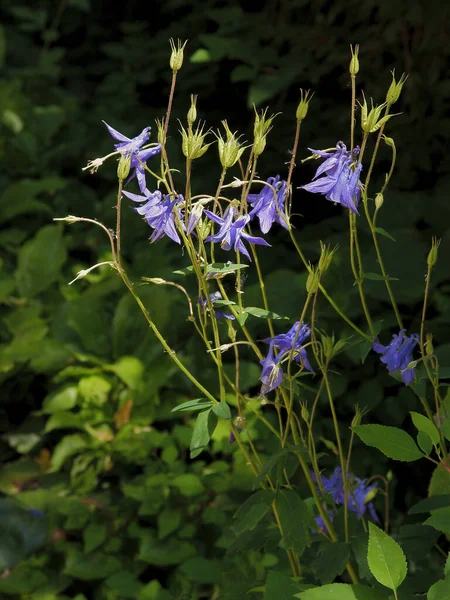 Красивые Цветы Лилы Aquilegia Vulgaris Саду — стоковое фото