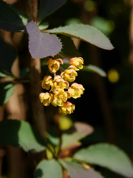 Желтые Маленькие Цветки Берберис Обыкновенный Куст Весной — стоковое фото