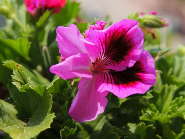 Várias Flores Bonitas Multicoloridas Planta Vaso Gerânio — Fotografia de Stock