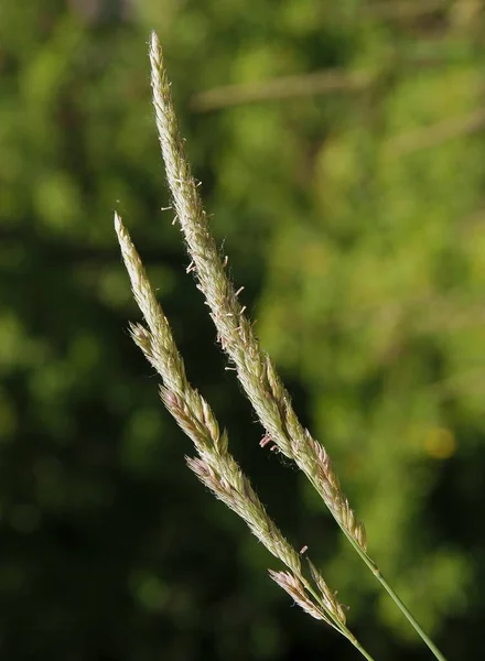 Gras Plant Phleum Pratense Bloeien Zomer Close — Stockfoto