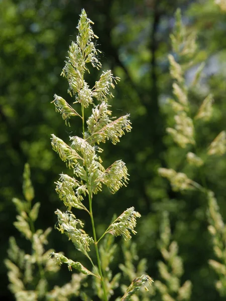 草地で夏に開花する草の植物 — ストック写真