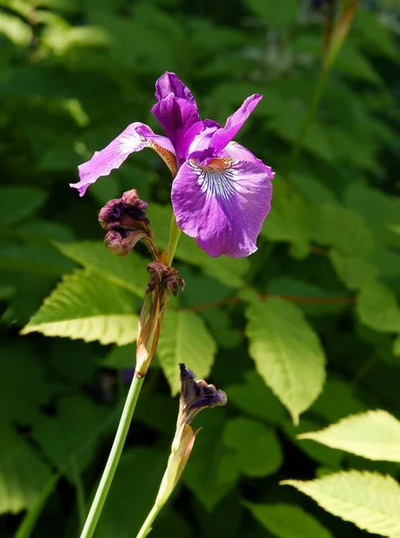 Lila Iris Dans Jardin Close — Photo