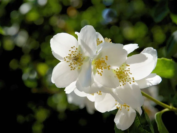 Pretty Fragrant White Flowers Jasmine Bush Spring — Stock Photo, Image