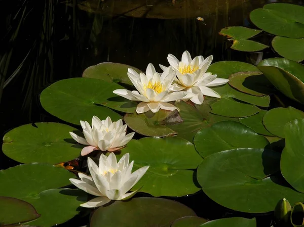 Flores Brancas Amarelas Lírios Água Lagoa — Fotografia de Stock