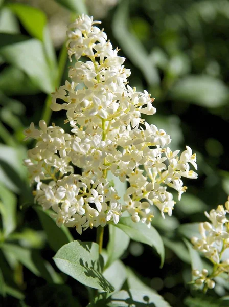 Weiße Kleine Duftende Blüten Des Ligusterstrauches Frühling — Stockfoto