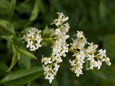 İlkbaharda özel çalıların küçük kokulu çiçekleri