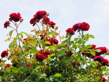 Bahçedeki çalıların üzerinde kırmızı gül. Manzarayı kapat.