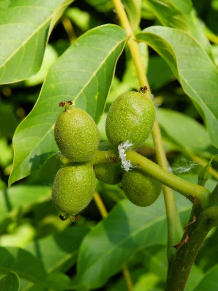 Pěstování Zelených Plodů Ořechového Stromu Létě — Stock fotografie