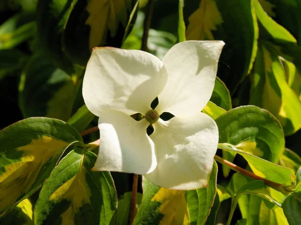 Біла Квітка Dogberry Cornus Cousa Звідси Кущ Навесні — стокове фото